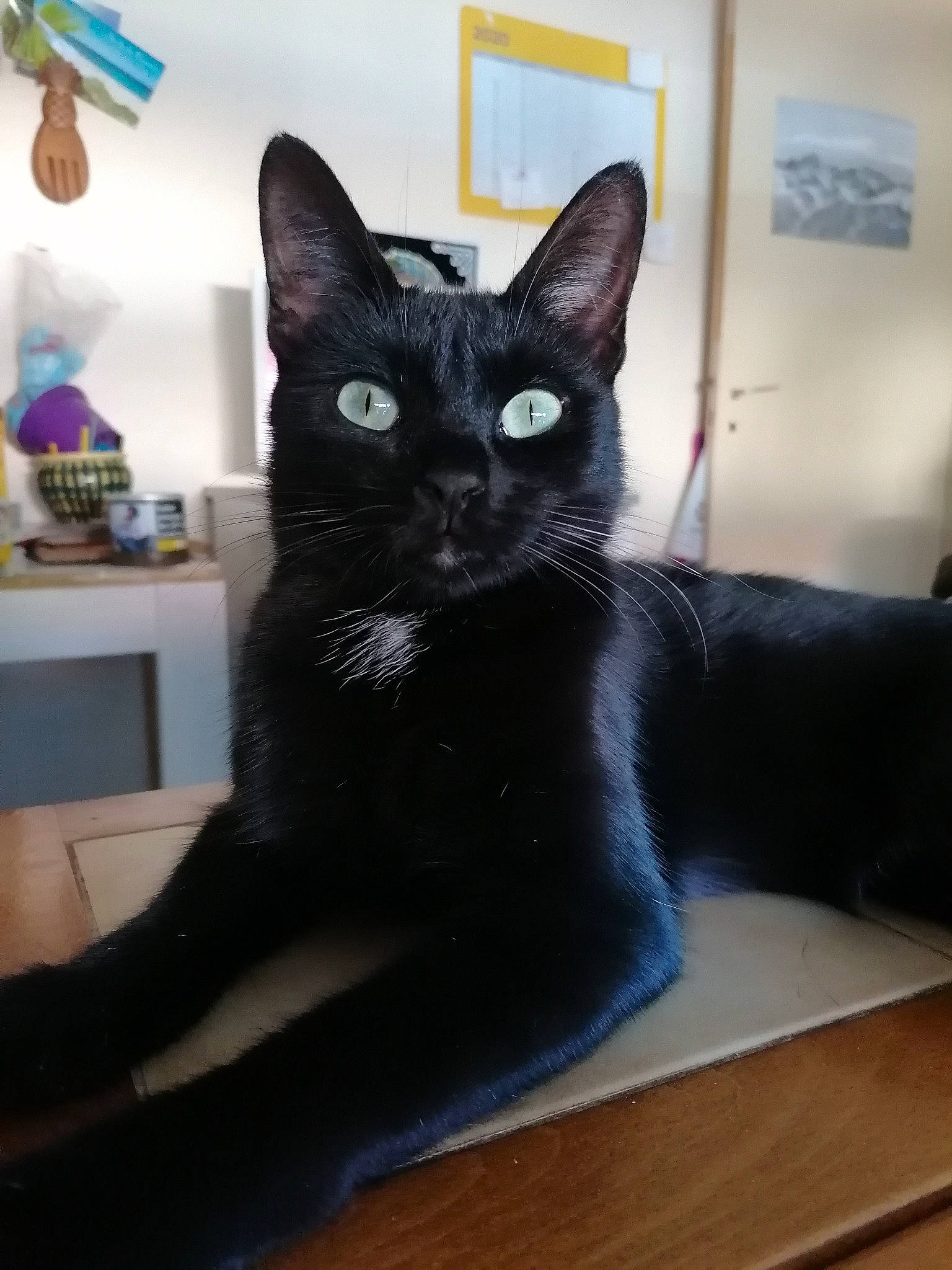 Shadow a rejoint le concours — aidez-le/la à gagner de superbes lots ! asian, black, black_cat, bombay, carnivore, cat, domestic_short_haired_cat, ear, felidae, kitten, korat, mammal, small_to_medium_sized_cats, tail, whiskers