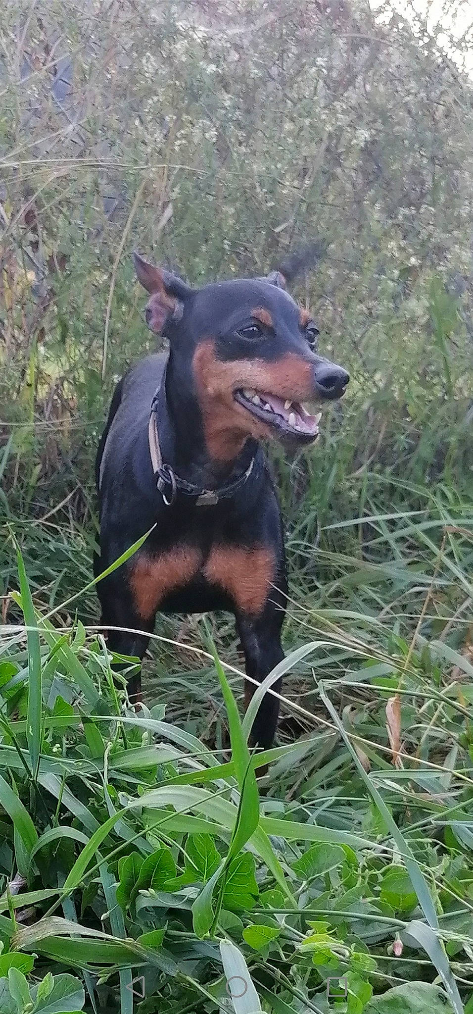 Julya participe au concours pour gagner de l'argent avec cette photo : austrian_black_and_tan_hound, beauceron, black_and_tan_terrier, canidae, carnivore, dobermann, dog, dog_breed, german_pinscher, guard_dog, hunting_dog, jagdterrier, mammal, manchester_terrier, miniature_pinscher, pinscher, smaland_hound, transylvanian_hound, vertebrate