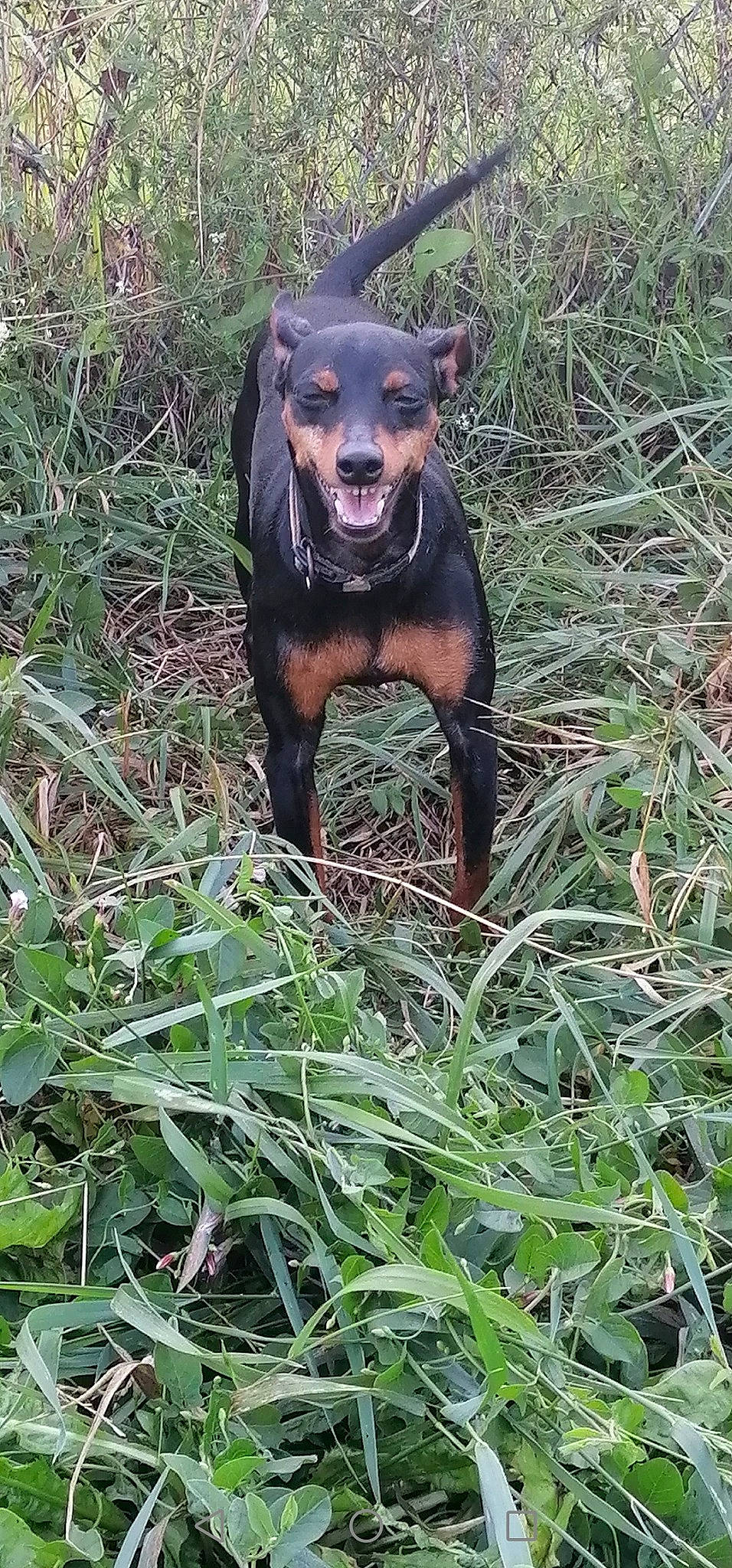 Julya participe au concours pour gagner de l'argent avec cette photo : austrian_black_and_tan_hound, black_and_tan_terrier, canidae, carlin_pinscher, carnivore, dog, dog_breed, german_pinscher, grass, hunting_dog, jagdterrier, mammal, manchester_terrier, miniature_pinscher, montenegrin_mountain_hound, patterdale_terrier, pinscher, plant, sporting_group, vertebrate