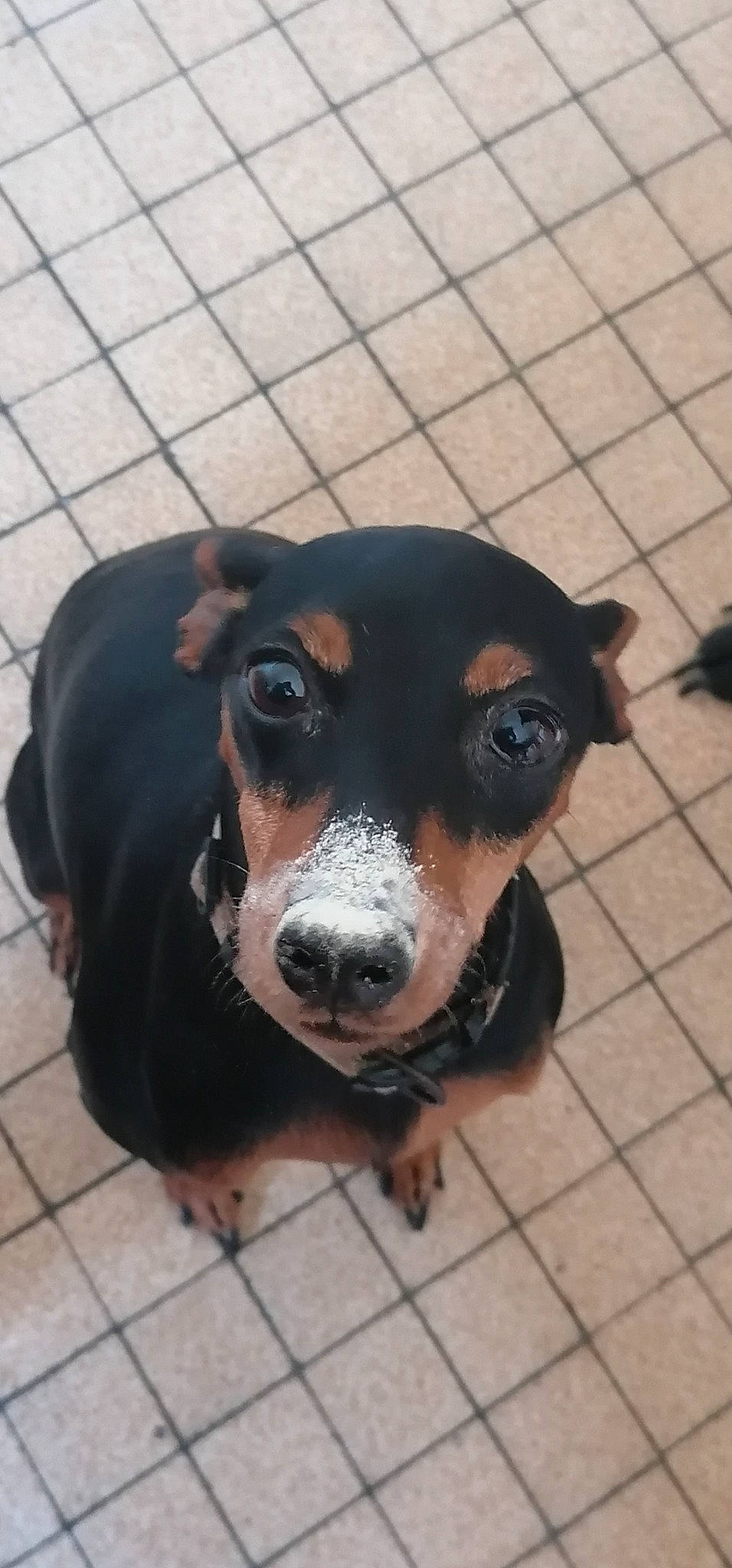 Julya a rejoint le concours — aidez-le/la à gagner de superbes lots ! brazilian_terrier, canidae, carnivore, dachshund, dog, dog_breed, ear, huntaway, mammal, miniature_pinscher, nose, pinscher, snout, transylvanian_hound, vertebrate