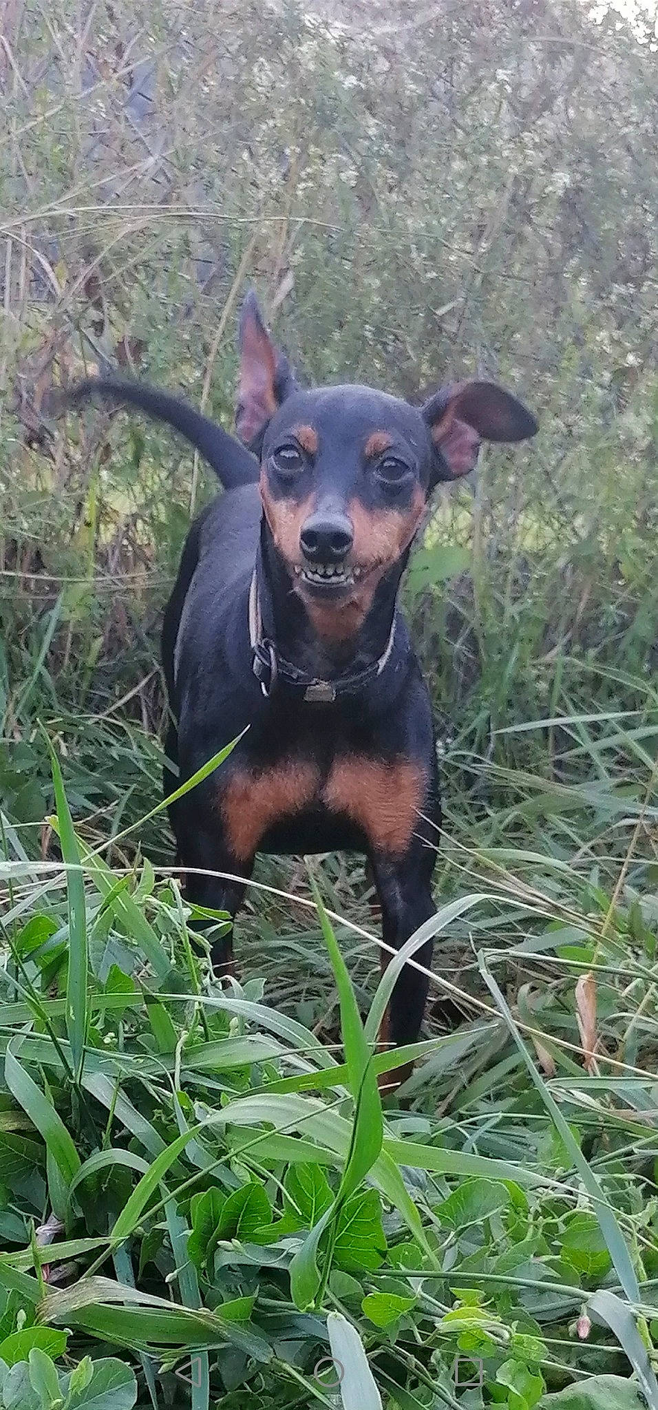 Julya participe au concours pour gagner de l'argent avec cette photo : austrian_black_and_tan_hound, black_and_tan_terrier, canidae, carnivore, dog, dog_breed, english_toy_terrier, german_pinscher, guard_dog, hunting_dog, jagdterrier, mammal, manchester_terrier, miniature_pinscher, pinscher, prazsky_krysarik, rare_breed_dog, toy_dog, toy_manchester_terrier, vertebrate