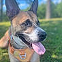 Karma is registered to the contest to win money with this photo: dog, canine, tongue, panting, harness, outdoor, grass, nature, animal, pet, blurred_background, sunlight, daytime, closeup, muzzle, ears, happy, resting, greenery, summer