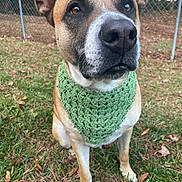 Karma is registered to the contest to win money with this photo: dog, canine, pet, scarf, green_scarf, grass, outdoor, fence, ears, brown_fur, white_fur, nose, face, animal, sitting, nature, leaf, fall, portrait, close_up