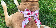 Karma joined the competition — help win amazing prizes! dog, grass, outdoor, bow, pink_bow, strawberry_pattern, pet_accessory, animal, fur, back_view, relaxing, nature, canine, ears, laying_down, summer, greenery, cute, domestic_animal, close_up
