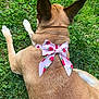 dog, grass, outdoor, bow, pink_bow, strawberry_pattern, pet_accessory, animal, fur, back_view, relaxing, nature, canine, ears, laying_down, summer, greenery, cute, domestic_animal, close_up
