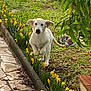 puppy, dog, running, garden, yellow_flowers, grass, stone_path, greenery, tree, fruit, outdoor, playful, nature, spring, pet, animal, young_dog, leaping, daylight, cute