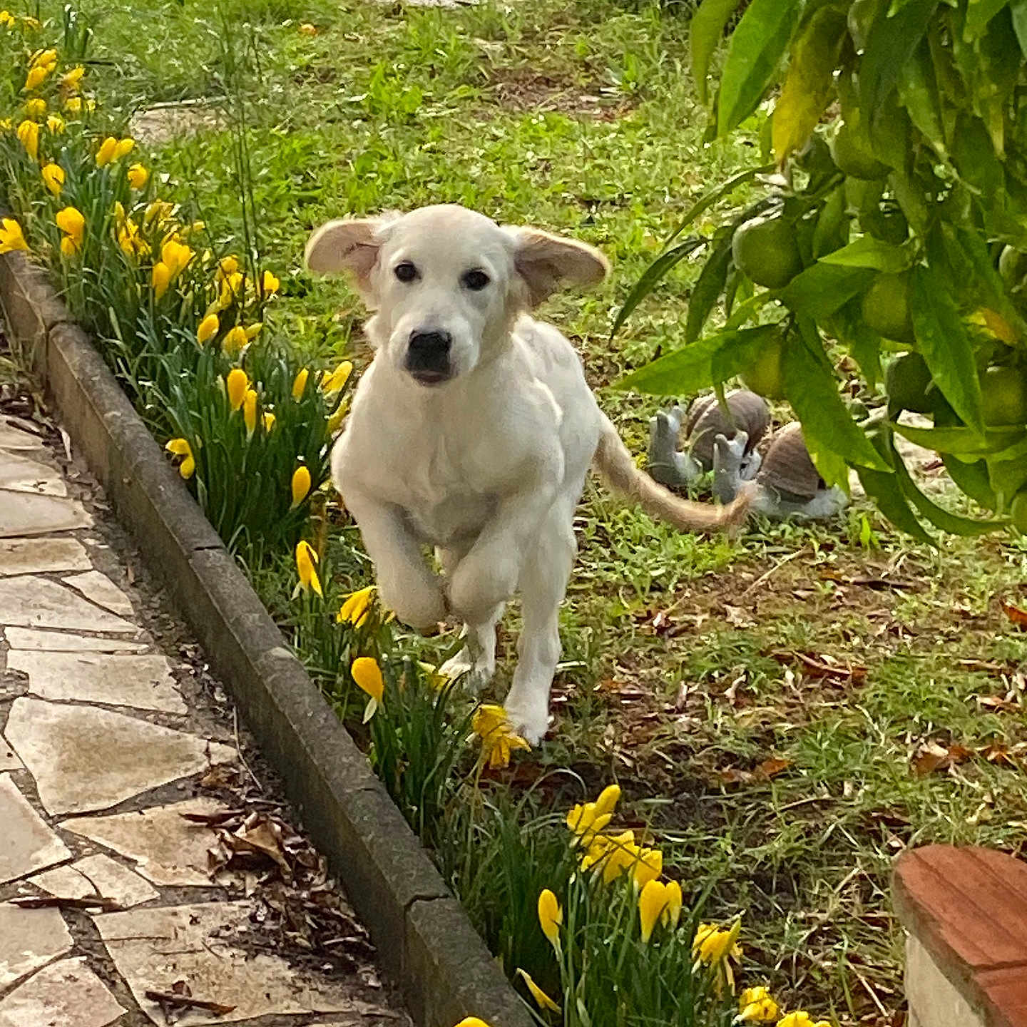 Roxanne participe au concours pour gagner de l'argent avec cette photo : animal, cute, daylight, dog, fruit, garden, grass, greenery, leaping, nature, outdoor, pet, playful, puppy, running, spring, stone_path, tree, yellow_flowers, young_dog