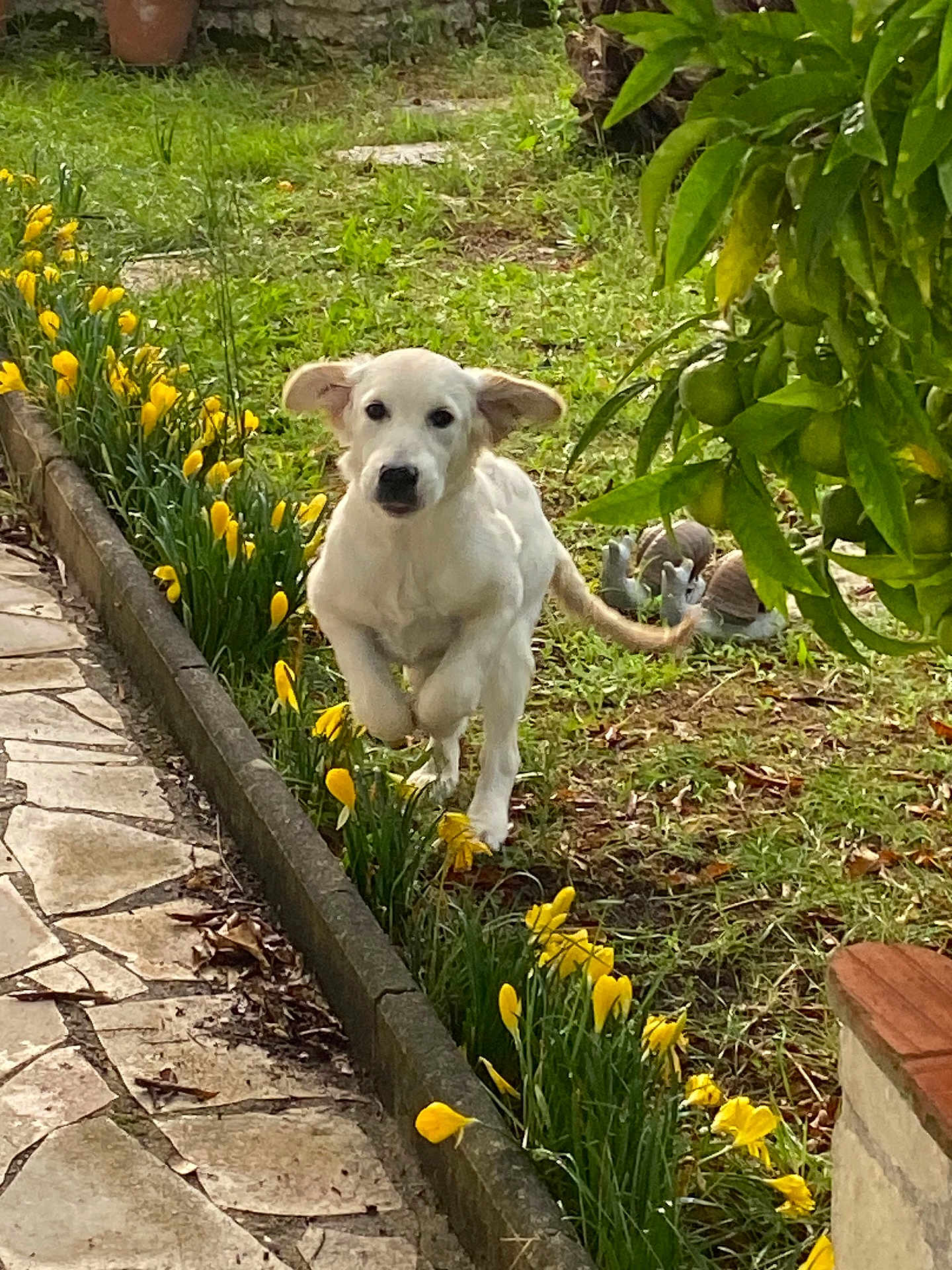 Roxanne participe au concours pour gagner de l'argent avec cette photo : puppy, dog, running, garden, yellow_flowers, grass, stone_path, greenery, tree, fruit, outdoor, playful, nature, spring, pet, animal, young_dog, leaping, daylight, cute
