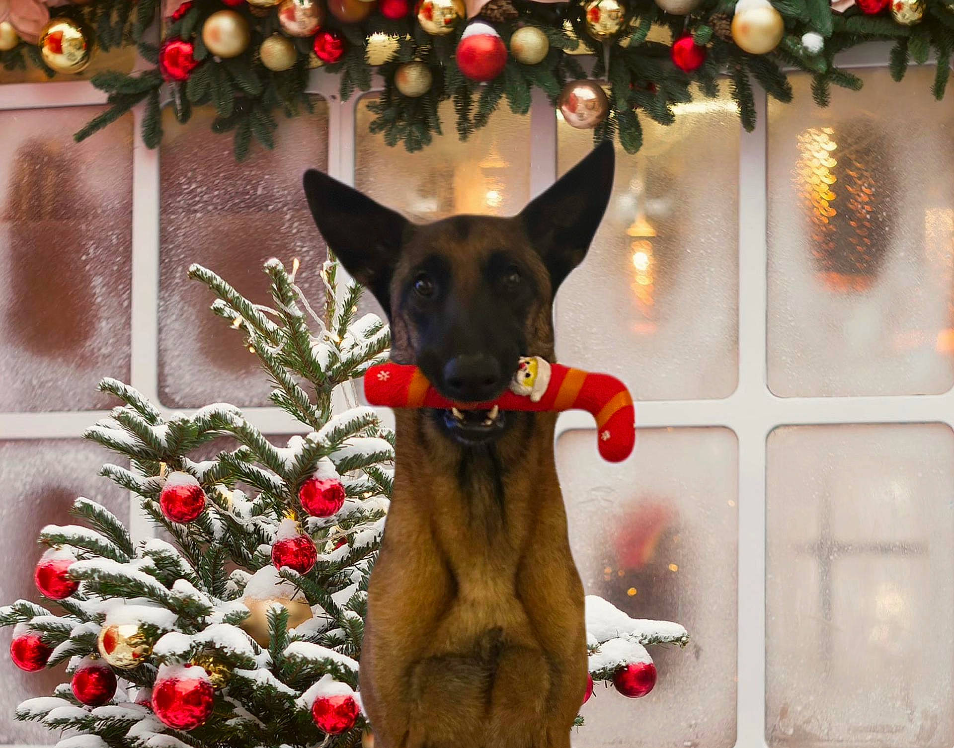 Sky participe au concours pour gagner de l'argent avec cette photo : carnivore, christmas, christmas_decoration, christmas_ornament, christmas_tree, collar, companion_dog, dog, dog_breed, dog_collar, dog_supply, event, evergreen, fawn, holiday_ornament, ornament, snout, tree, window, winter