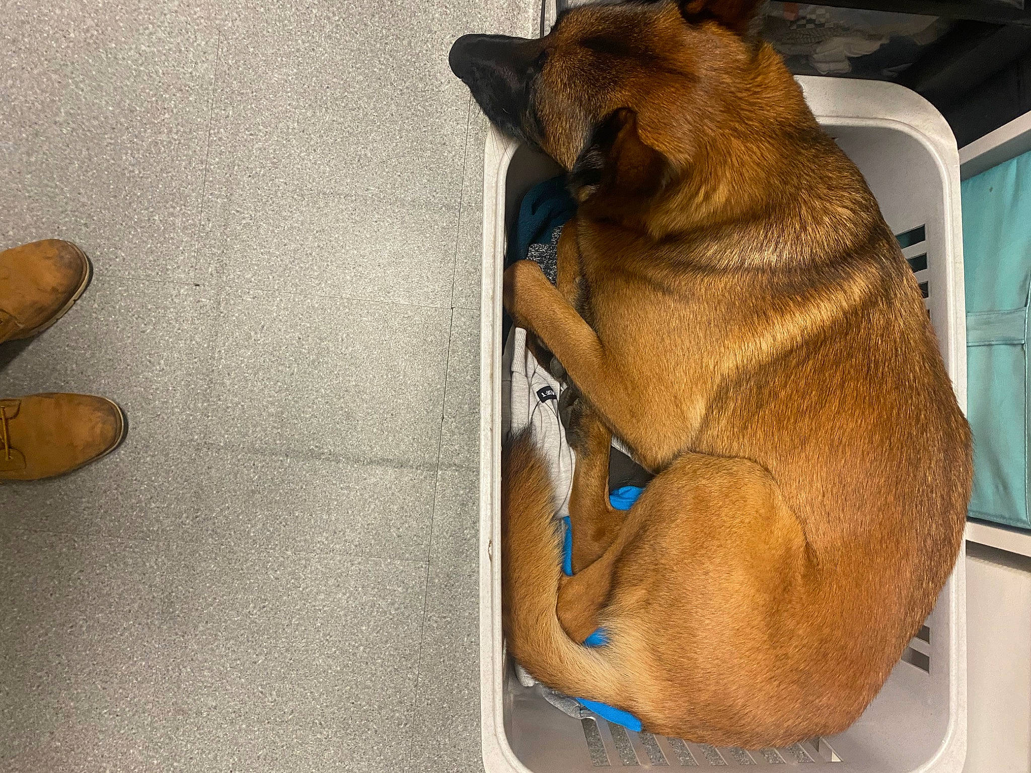 Sky participe au concours pour gagner de l'argent avec cette photo : canidae, carnivore, comfort, companion_dog, dog, dog_breed, dog_supply, fawn, flooring, foot, fur, liver, paw, pet_supply, snout, sporting_group, tail, terrestrial_animal, whiskers, working_animal