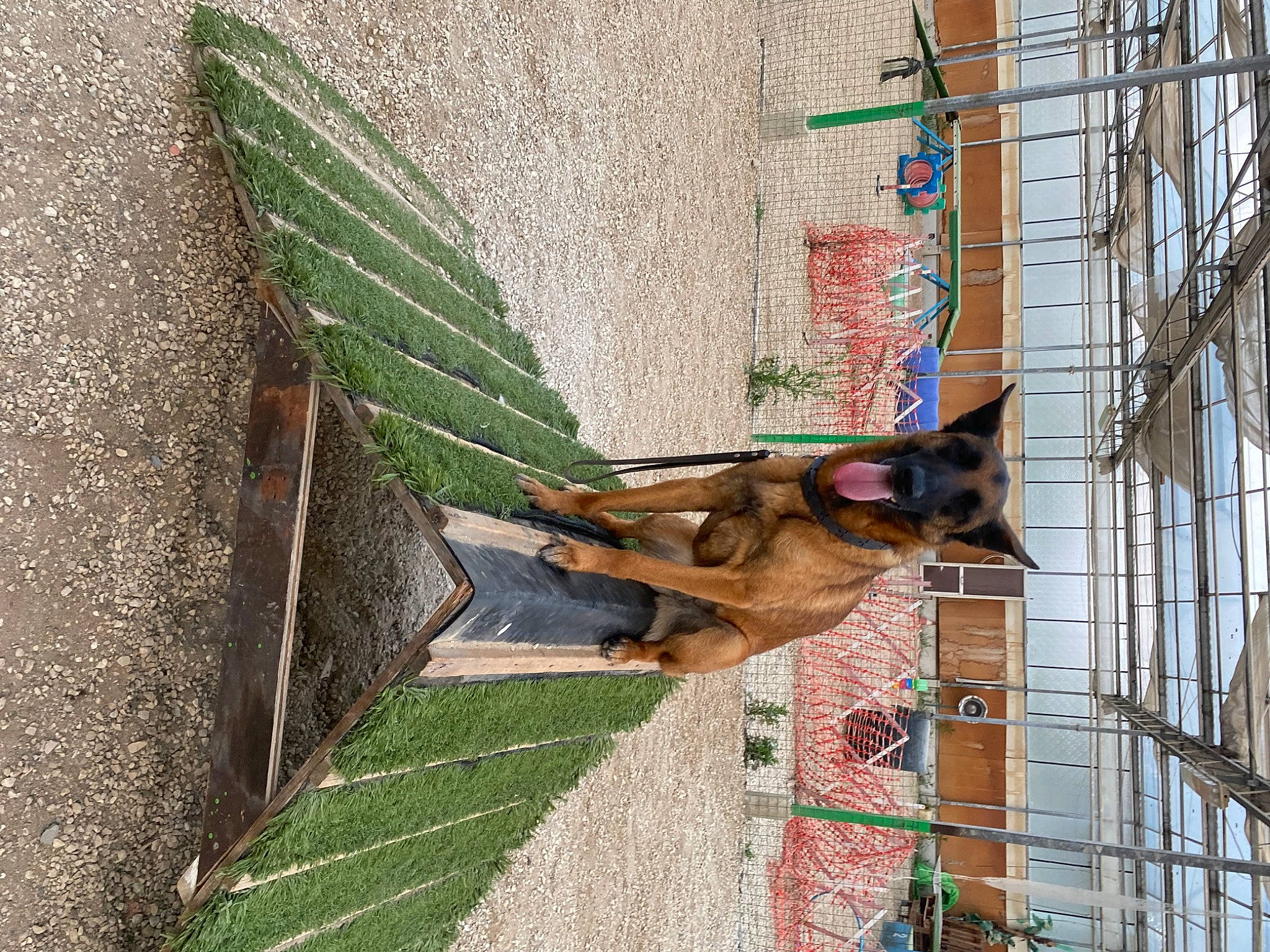 Sky a rejoint le concours — aidez-le/la à gagner de superbes lots ! animal_shelter, building, canidae, carnivore, chain_link_fencing, collar, dog, dog_breed, dog_supply, facade, fawn, mesh, pet_supply, snout, sporting_group, tail, wildlife, window, wood, working_animal