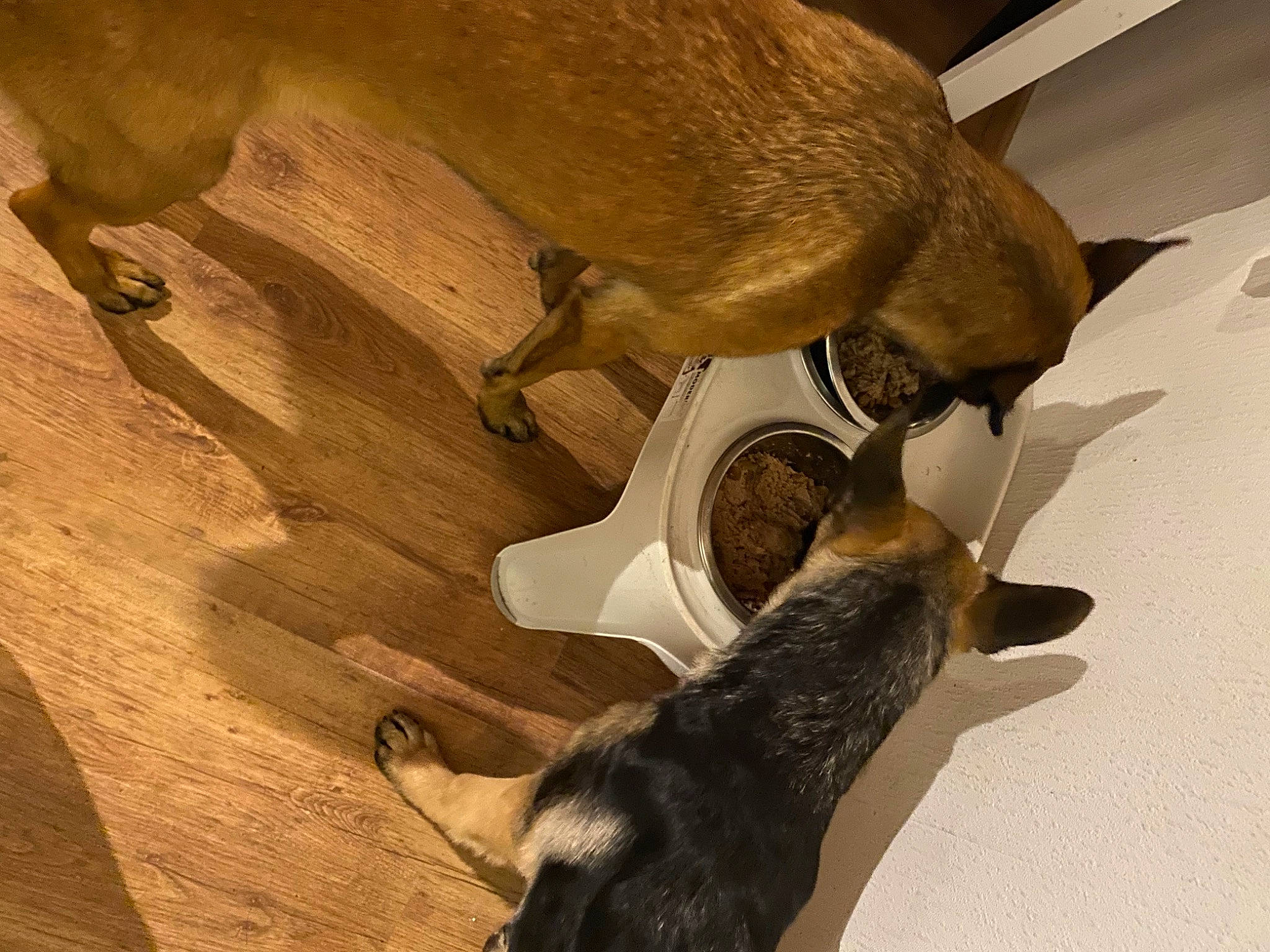 Sky a rejoint le concours — aidez-le/la à gagner de superbes lots ! antelope, canidae, carnivore, dog_breed, fawn, flooring, fur, hardwood, rock, shadow, snout, sporting_group, tail, terrestrial_animal, wildlife, wood, wood_flooring, wood_stain