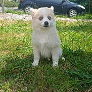 Izzy a rejoint le concours — aidez-le/la à gagner de superbes lots ! animal, blue_eyes, building, car, curious, cute, daylight, dog, fluffy, grass, greenery, nature, outdoor, pet, puppy, rural, sitting, sunny, white_fur, young