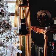 Frisky joined the competition — help win amazing prizes! black_cat, cat, indoor, wooden_shelf, christmas_tree, holiday_decor, pink_collar, window, ornaments, rope, decorative_items, table, stuffed_animal, gifts, living_room, home_decor, plant, natural_light, floor, cozy