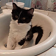 Nova is registered to the contest to win money with this photo: kitten, cat, sink, bathroom, black_and_white, curious, pet, animal, feline, domestic, fur, cute, young, whiskers, ears, tail, tile, soap_dispenser, shower_curtain, indoor