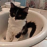 kitten, cat, sink, bathroom, black_and_white, curious, pet, animal, feline, domestic, fur, cute, young, whiskers, ears, tail, tile, soap_dispenser, shower_curtain, indoor