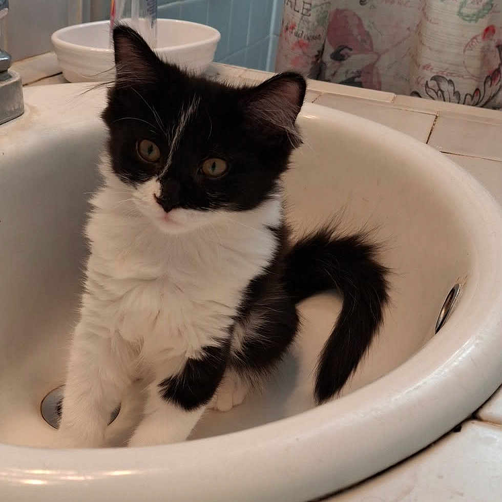 Nova