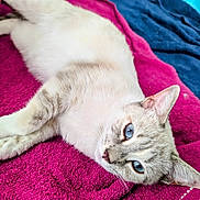 Pita joined the competition — help win amazing prizes! cat, feline, blue_eyes, lying_down, resting, fur, whiskers, pink_towel, blue_towel, indoor, pet, cute, relaxed, animal, mammal, close_up, soft_texture, ears, nose, domestic_animal
