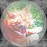 Alvin is registered to the contest to win money with this photo: cat, orange_tabby, yawning, grass, outdoor, feline, pet, animal, blurred, overexposed, whiskers, paw, fur, nature, closeup, smoke_effect, vignette, circular_frame, resting, mouth_open