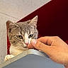 animal, blanket, cat, close_up, curious, cute, ears, eyes, feline, funny, fur, gray_cat, human_hand, indoor, nose_touch, pet, portrait, red_background, whiskers, white_wall