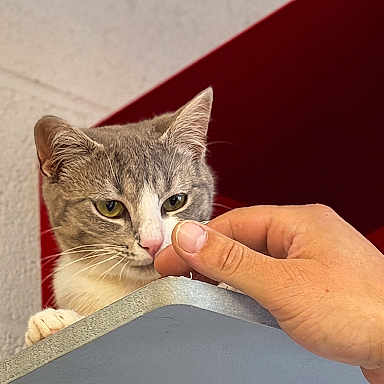 Milo
