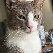 Milo participe au concours pour gagner de l'argent avec cette photo : alert, animal, cat, close_up, desk, ears, feline, fur, gray_cat, green_eyes, home, indoors, pet, pink_nose, portrait, serious_expression, shallow_depth_of_field, soft_lighting, whiskers, white_chest