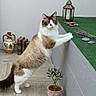 Timmy participe au concours pour gagner de l'argent avec cette photo : animal, blue_eyes, books, brown_fur, candle, cat, ceramic_jug, fluffy, home_decor, indoor, lantern, lavender, painted_stones, pet, portrait, potted_plant, ragdoll_cat, standing, white_fur, wood_floor
