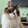 Timmy participe au concours pour gagner de l'argent avec cette photo : alert, animal, blue_eyes, brown_fur, cat, close_up, cute, facial_markings, fluffy, home, indoor, kitchen, longhaired, looking_at_camera, pet, pink_nose, portrait, sitting, whiskers, white_fur