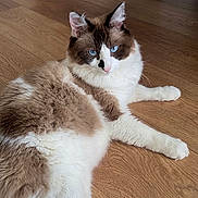 Timmy participe au concours pour gagner de l'argent avec cette photo : animal, bicolor, blue_eyes, brown_fur, cat, close_up, cute, ears, feline, fluffy, indoor, lounging, lying_down, paws, pet, portrait, relaxed, whiskers, white_fur, wooden_floor