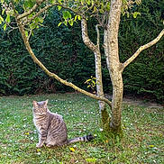 Myrtille a rejoint le concours — aidez-le/la à gagner de superbes lots ! cat, tabby_cat, grass, tree, flowers, garden, outdoor, nature, greenery, foliage, plant, pet, animal, mammal, sitting, peaceful, daylight, leaf, trunk, small_flower