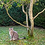 cat, tabby_cat, grass, tree, flowers, garden, outdoor, nature, greenery, foliage, plant, pet, animal, mammal, sitting, peaceful, daylight, leaf, trunk, small_flower