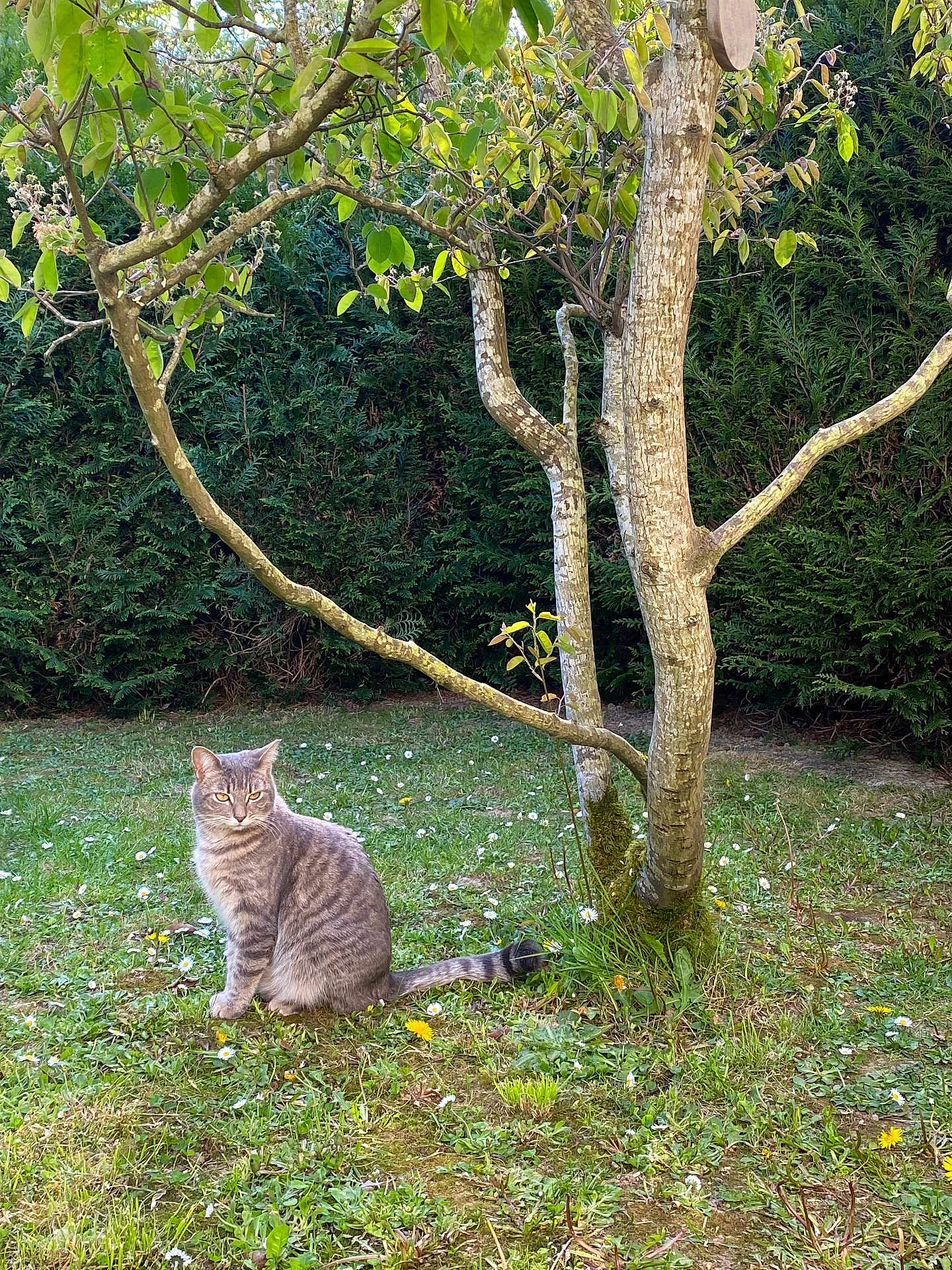 Myrtille