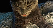 Maki participe au concours pour gagner de l'argent avec cette photo : cat, kitten, dark_fur, gray_fur, animal, pet, tongue, squinting, ears, whiskers, face, close_up, portrait, cozy, blanket, indoors, sunlight, relaxed, cuddly, funny