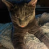 cat, kitten, dark_fur, gray_fur, animal, pet, tongue, squinting, ears, whiskers, face, close_up, portrait, cozy, blanket, indoors, sunlight, relaxed, cuddly, funny