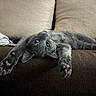 Maki a rejoint le concours — aidez-le/la à gagner de superbes lots ! cat, gray_cat, pet, animal, feline, couch, sofa, cushion, blanket, indoor, home, relaxed, lying_down, stretching, paws, whiskers, eyes, fur, cozy, upside_down