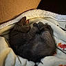 kitten, cat, sleeping, curled_up, furry, dark_fur, cozy, blanket, bedding, indoors, pet, animal, resting, cute, warm_lighting, close_up, snuggled, peaceful, soft_texture, nap