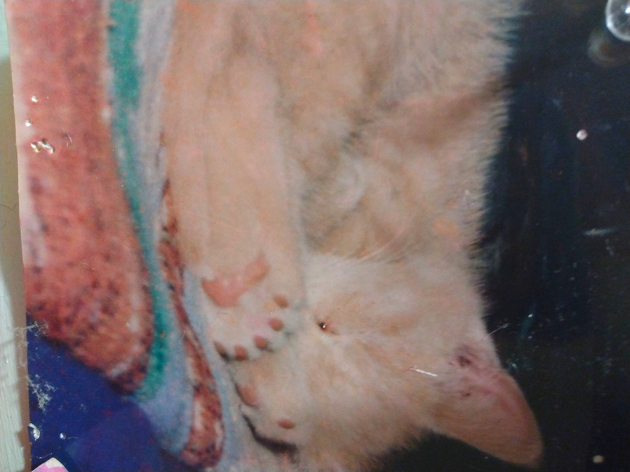 Bootsey is registered to the contest to win money with this photo: animal_product, carnivore, cat, claw, fawn, feather, felidae, flesh, foot, fur, human_leg, livestock, mammal, paw, small_to_medium_sized_cats, snout, tail, terrestrial_animal, whiskers, wool