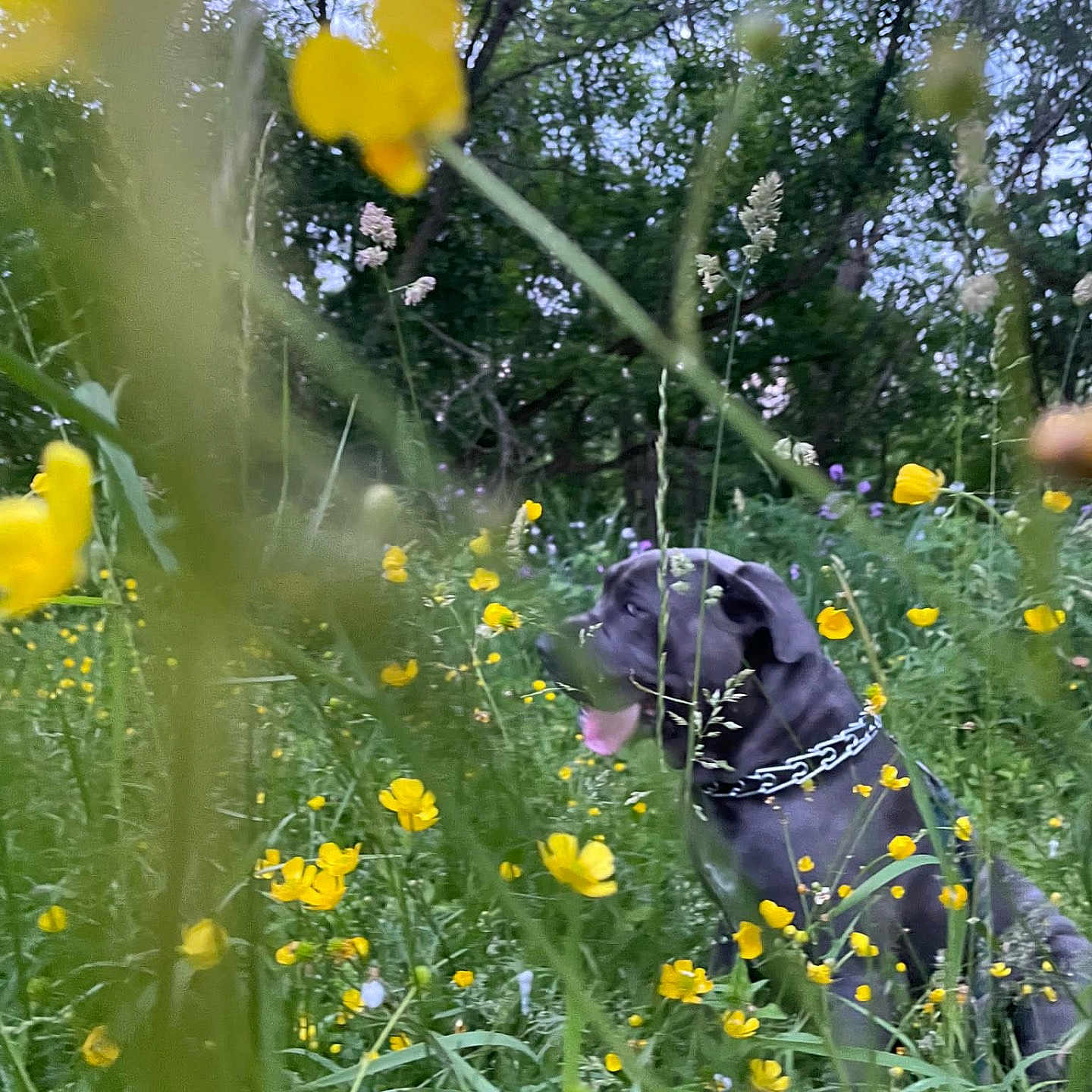 Thor is registered to the contest to win money with this photo: anemone, countryside, daisy, field, flower, grass, grassland, grove, herbal, herbs, land, meadow, nature, outdoors, petal, plant, rural, tree, vegetation, woodland