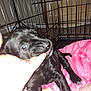 animal, bite, black_dog, blanket, cage, carpet, crate, cute, dog, finger, furniture, hand, indoor, lying_down, pet, pet_bed, pink_blanket, playful, puppy, young_dog