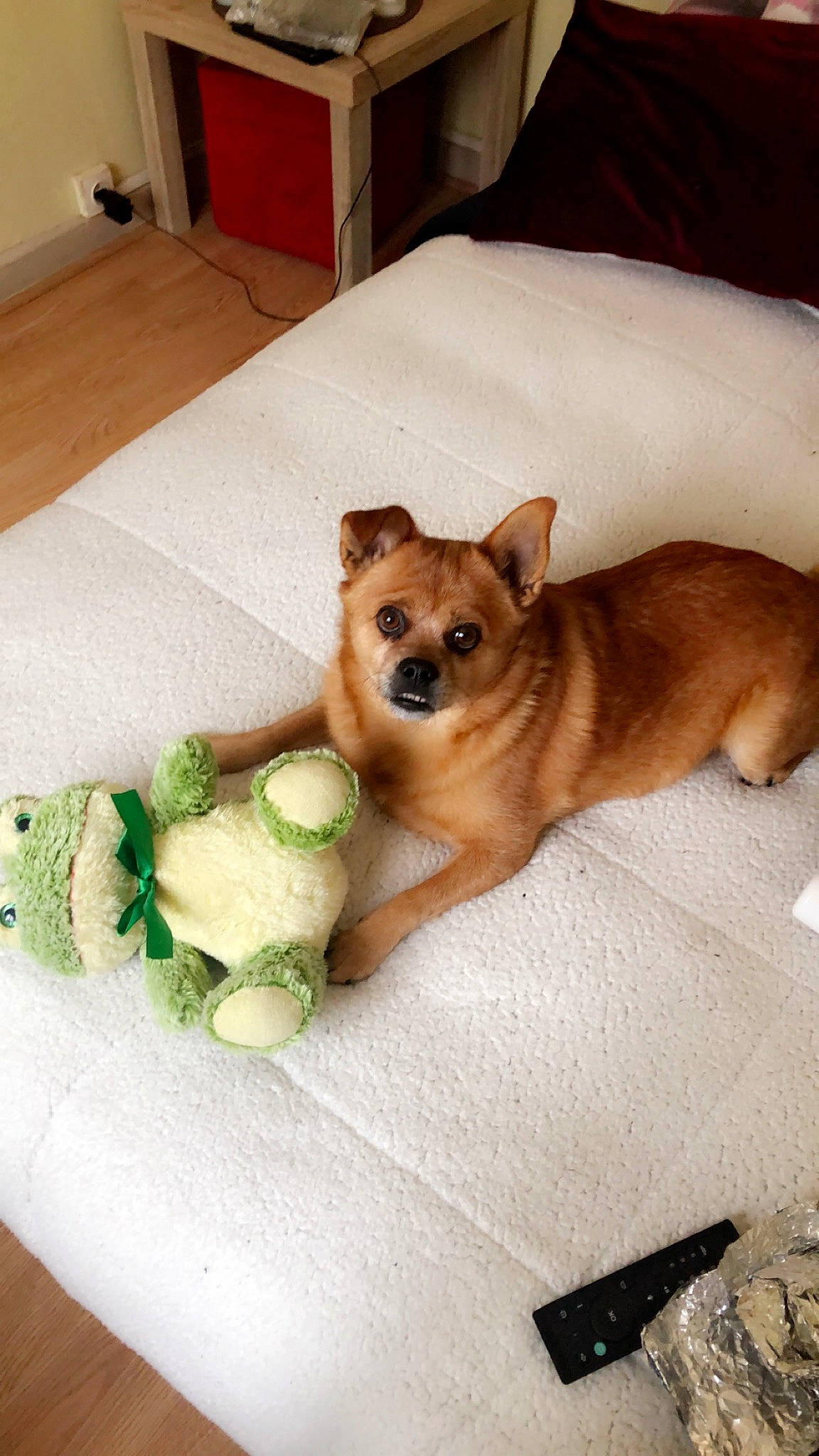 Fido participe au concours pour gagner de l'argent avec cette photo : ancient_dog_breeds, canidae, carnivore, companion_dog, dog, dog_breed, fawn, finnish_spitz, mammal, non_sporting_group, norwich_terrier, pembroke_welsh_corgi, pomeranian, puppy, rare_breed_dog, shiba_inu, spitz, sporting_group, toy_dog