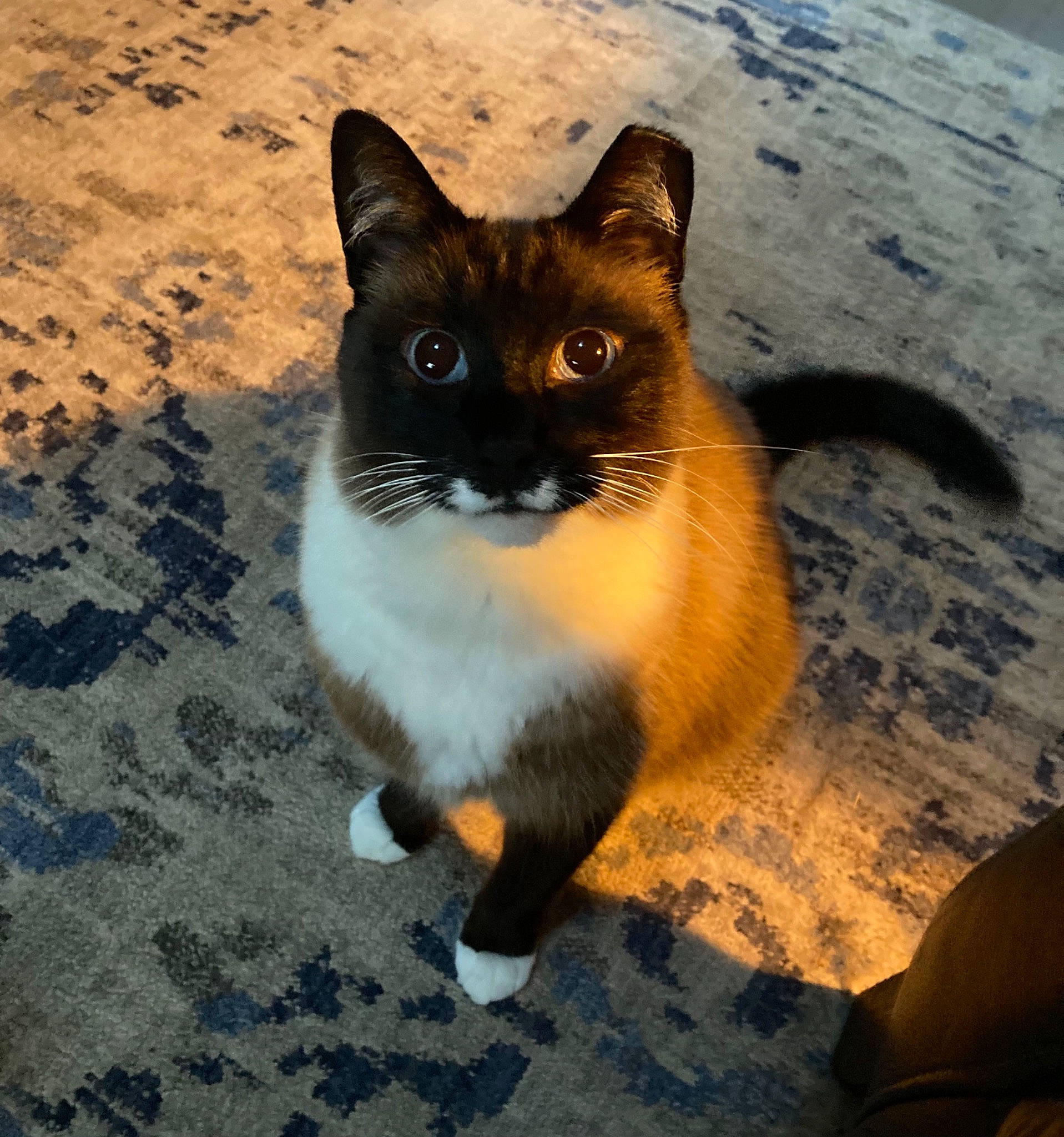 F. Cat Fitzgerald is registered to the contest to win money with this photo: carnivore, cat, eye, fawn, felidae, flooring, fur, head, morning, plant, road_surface, sand, shadow, sitting, small_to_medium_sized_cats, snout, tail, terrestrial_animal, whiskers, wildlife