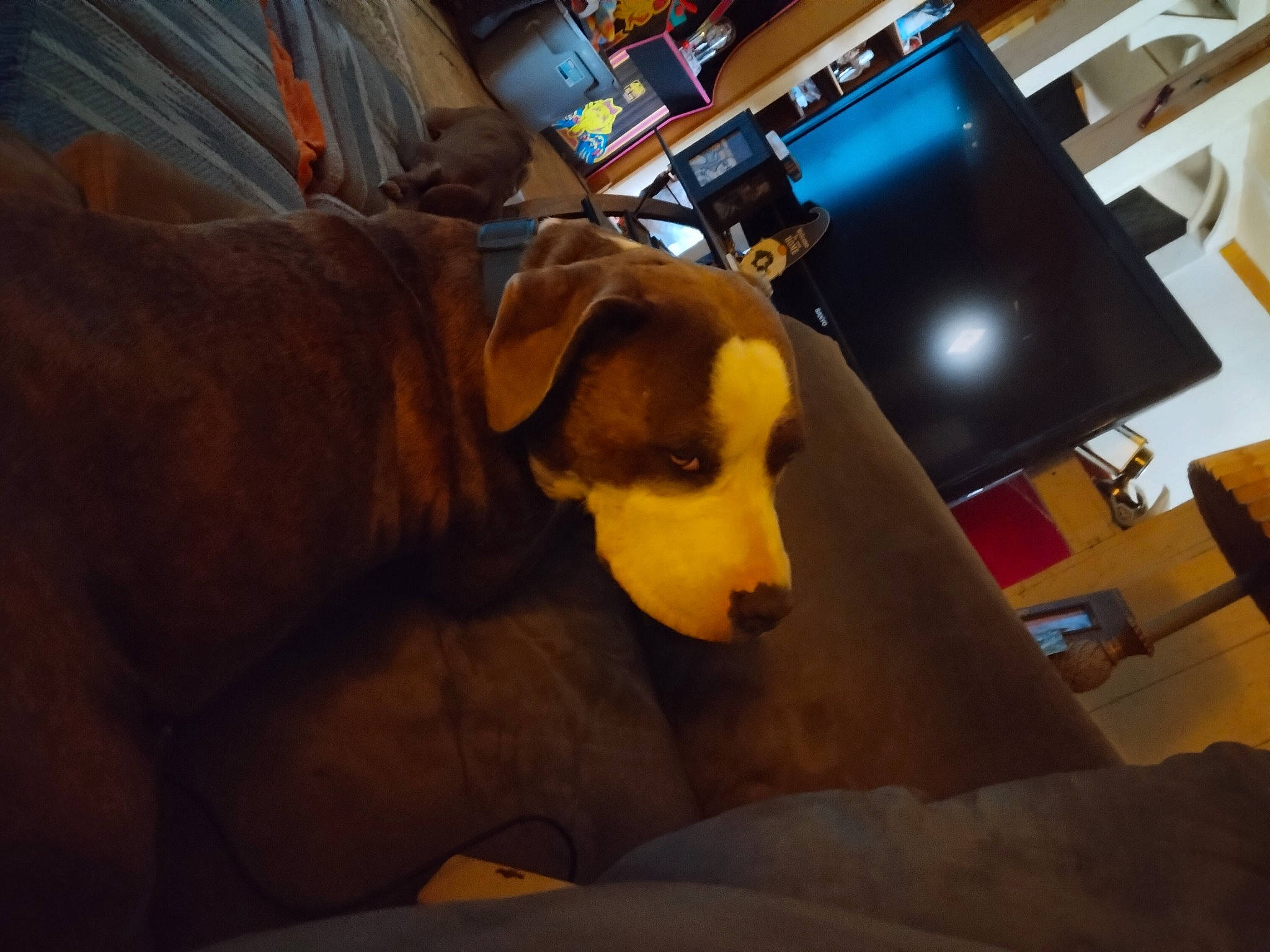 Chevrolet Love joined the competition — help win amazing prizes! canidae, carnivore, comfort, companion_dog, couch, dog, dog_breed, fawn, flooring, fur, gadget, lamp, snout, sporting_group, stuffed_toy, tail, television, whiskers, wood, working_animal