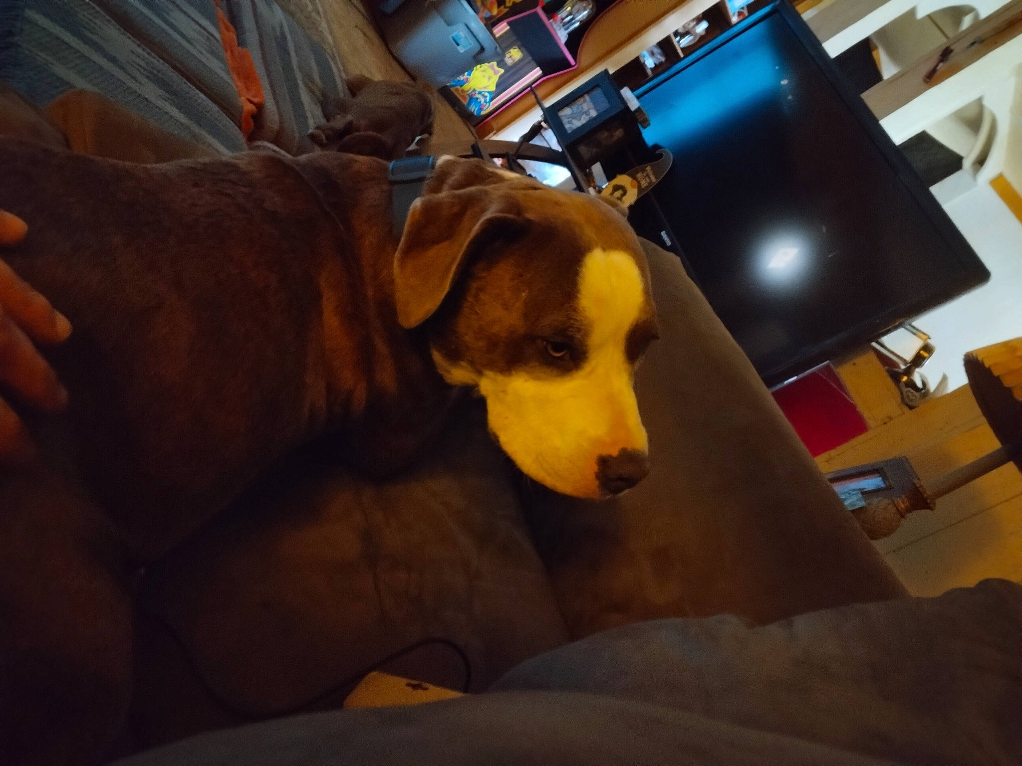 Chevrolet Love is registered to the contest to win money with this photo: bag, canidae, carnivore, chair, comfort, companion_dog, couch, desk, dog, dog_breed, fawn, flooring, fur, furniture, gadget, luggage_and_bags, snout, sporting_group, whiskers, working_animal