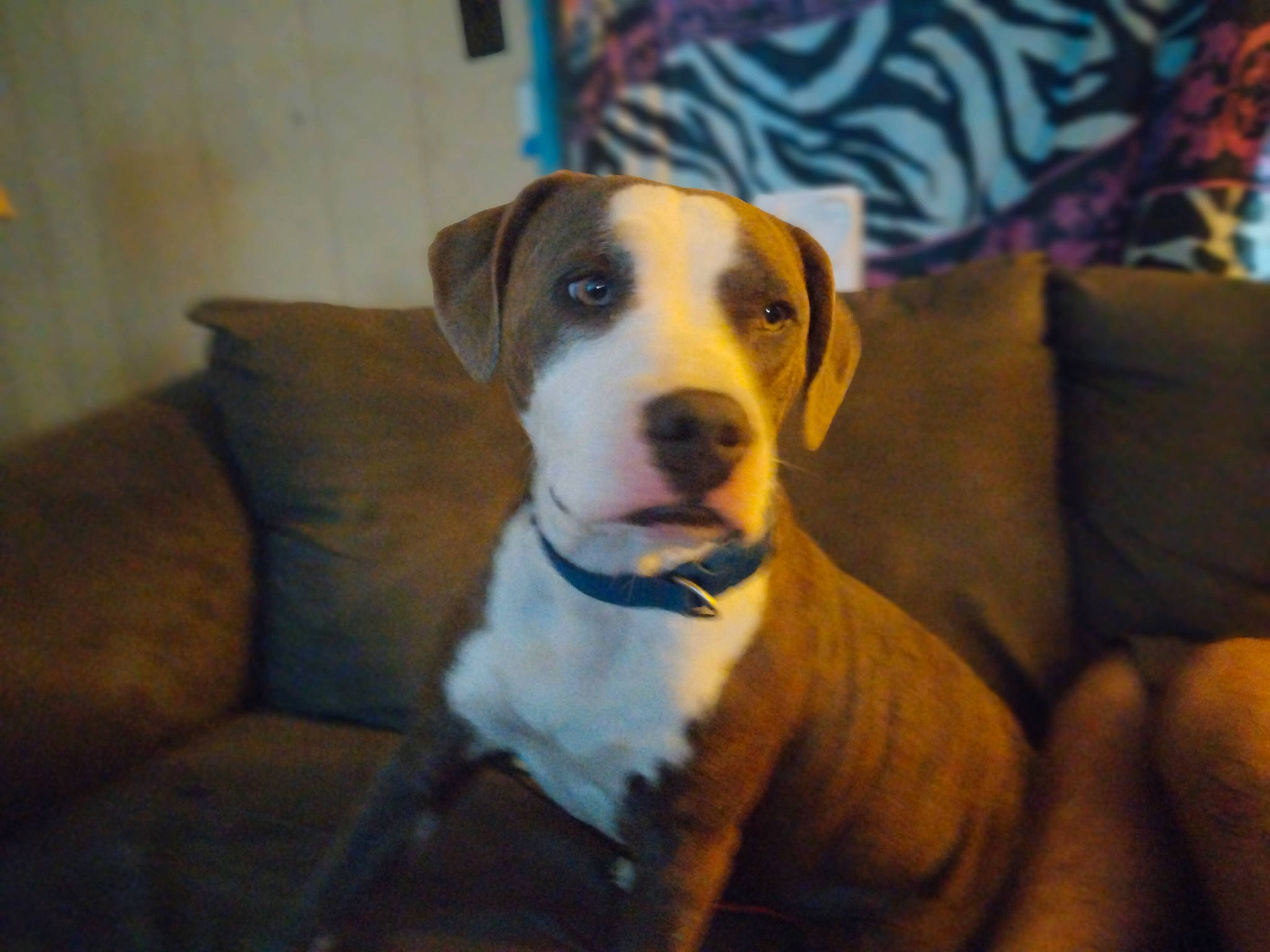 Chevrolet Love is registered to the contest to win money with this photo: carnivore, collar, comfort, companion_dog, couch, dog, dog_breed, dog_supply, fawn, hound, pet_supply, sleeper_chair, snout, sofa_bed, sporting_group, studio_couch, tail, whiskers, working_animal, working_dog