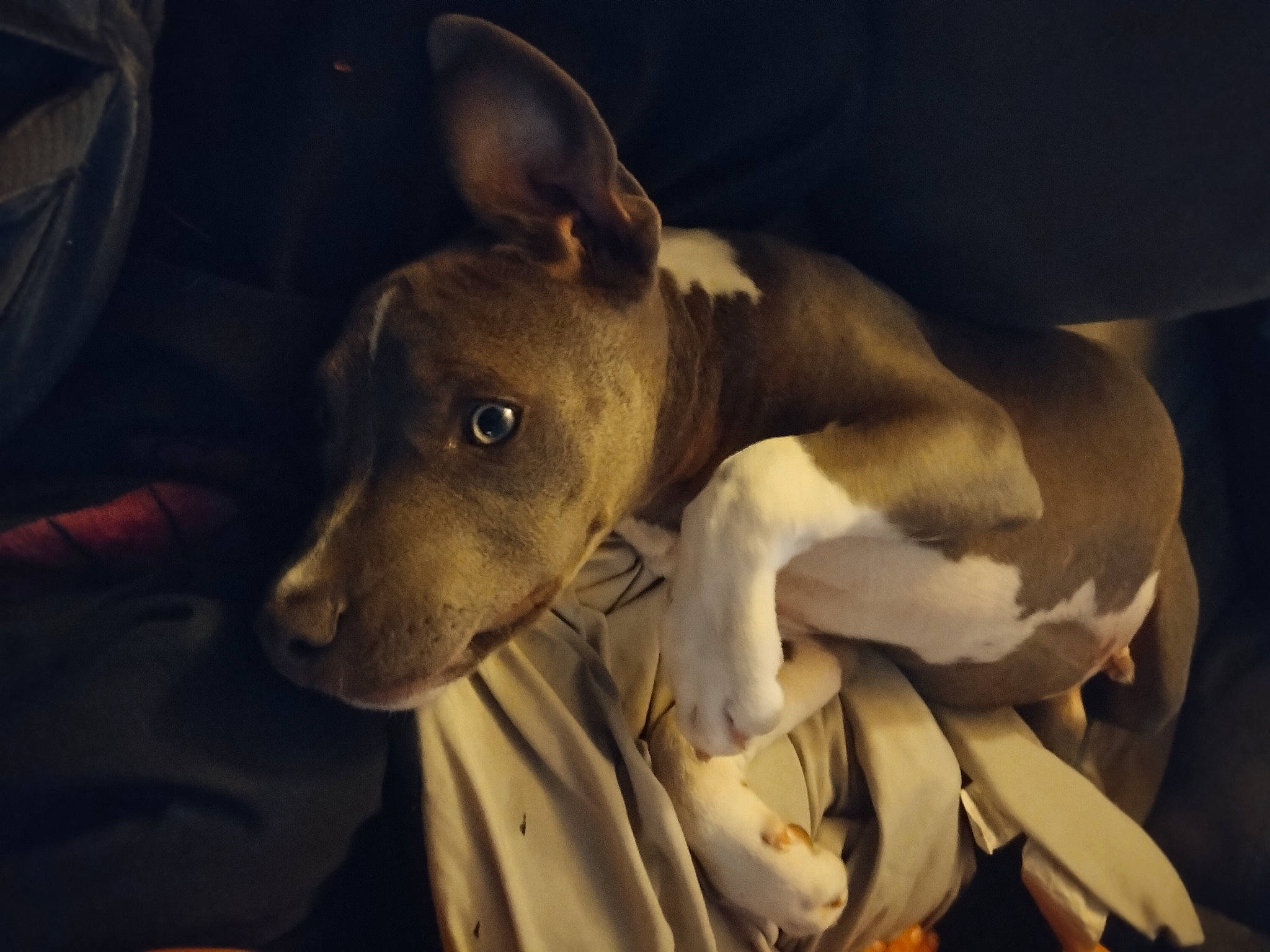 Baby Dude is registered to the contest to win money with this photo: ancient_dog_breeds, canidae, carnivore, comfort, companion_dog, darkness, dog, dog_breed, ear, fawn, fur, non_sporting_group, puppy, snout, sporting_group, terrestrial_animal, toy_dog, whiskers, working_animal