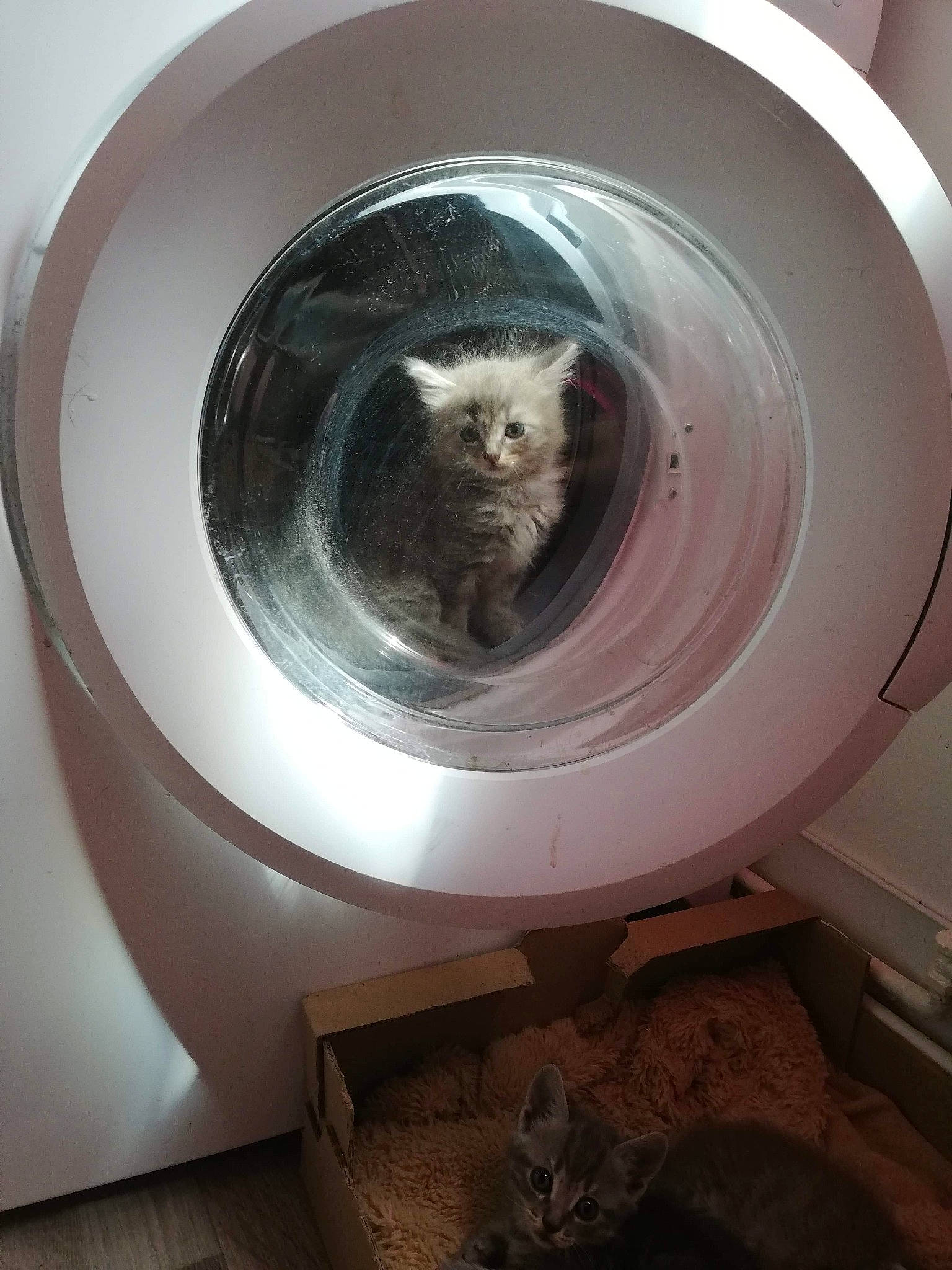 Kyrou a rejoint le concours — aidez-le/la à gagner de superbes lots ! cat, clothes_dryer, felidae, home_appliance, major_appliance, washing_machine, whiskers