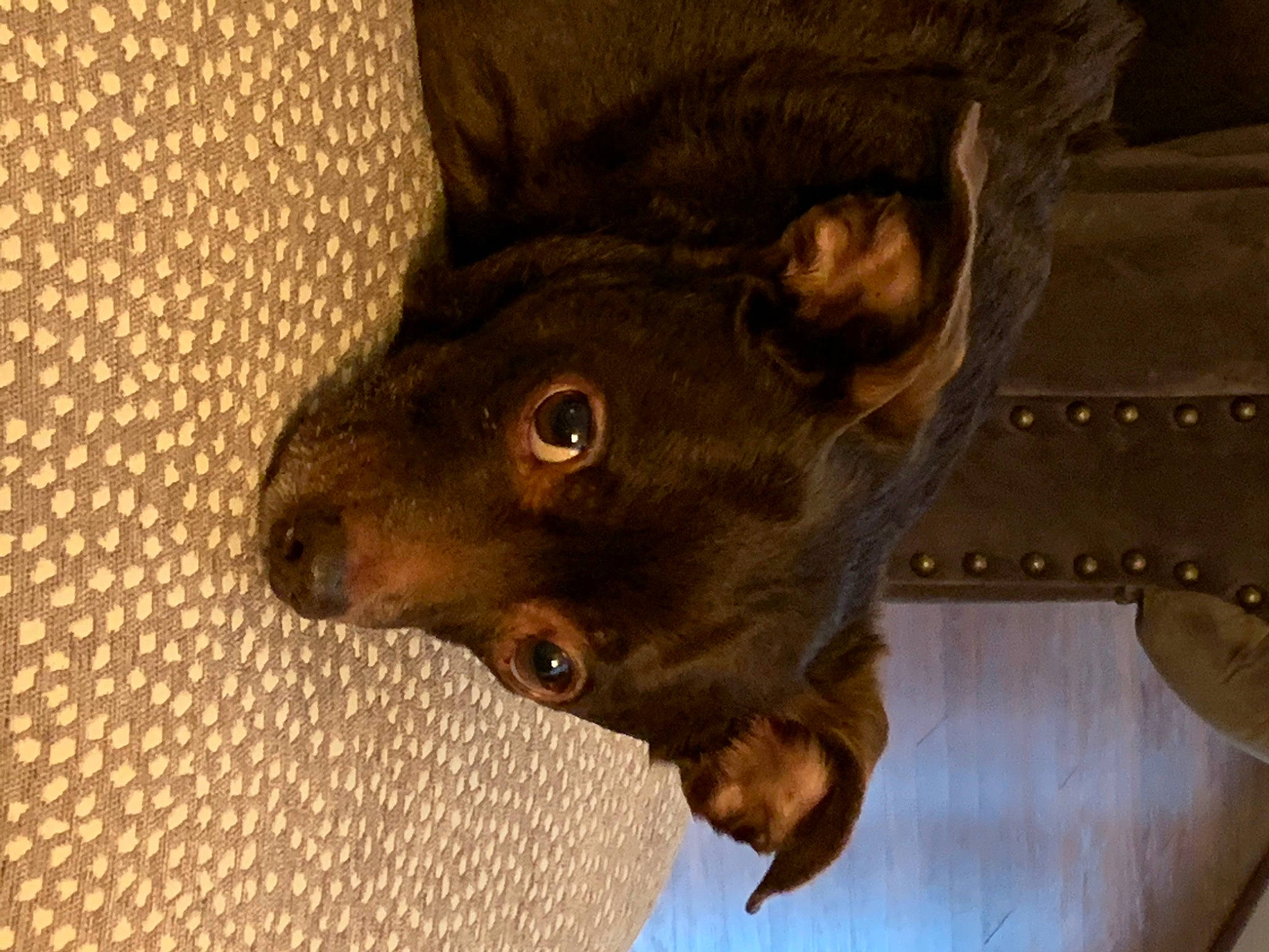 Rafael joined the competition — help win amazing prizes! carnivore, companion_dog, dog, dog_breed, domestic_short_haired_cat, felidae, fur, guard_dog, liver, pinscher, small_to_medium_sized_cats, snout, tail, terrestrial_animal, toy_dog, whiskers, wood, working_animal