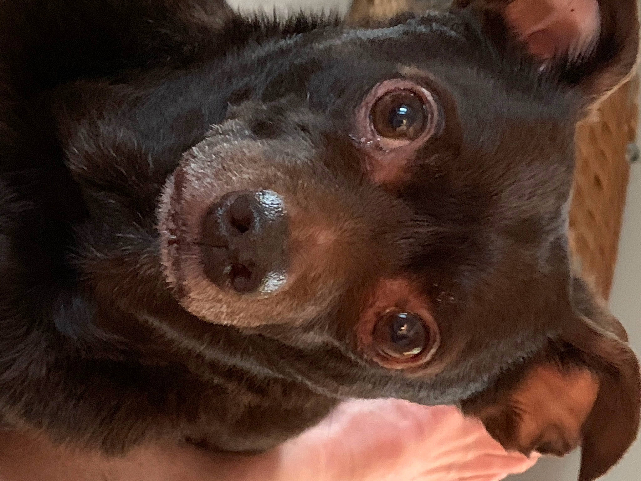 Rafael is registered to the contest to win money with this photo: canidae, carnivore, close_up, companion_dog, dog, dog_breed, ear, fawn, fur, liver, paw, snout, sporting_group, terrestrial_animal, whiskers, working_animal