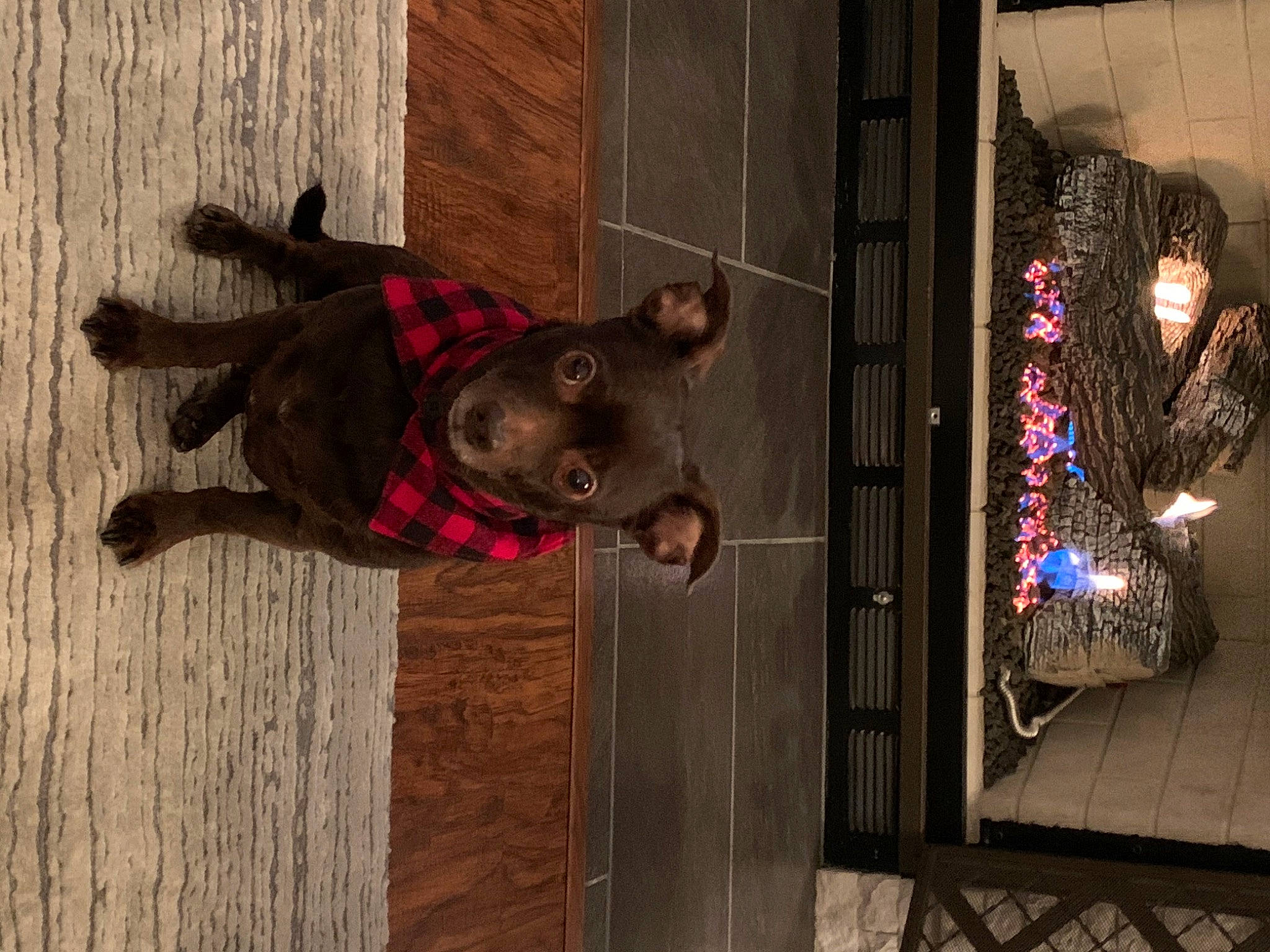 Rafael is registered to the contest to win money with this photo: art, door, facade, flooring, fur, glass, guard_dog, metal, smile, stained_glass, tail, tree, visual_arts, window, wood, working_animal