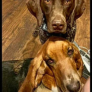 River And Bro Ben is registered to the contest to win money with this photo: animal, basset_hound, black, brown, canine, closeup, companion, cute, dog, domestic, ears, eyes, flooring, fur, german_shorthaired_pointer, indoor, pet, snout, white, wooden_floor